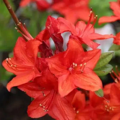 Азалия ПАРКФАЕР листопадная в Бресте