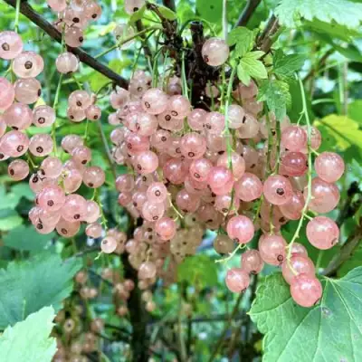 Смородина розовая ГОЛЛАНДСКАЯ РОЗОВАЯ в Бресте