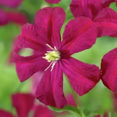 Клематис МАДАМ ДЖУЛИЯ КОРРЕВОН в Бресте