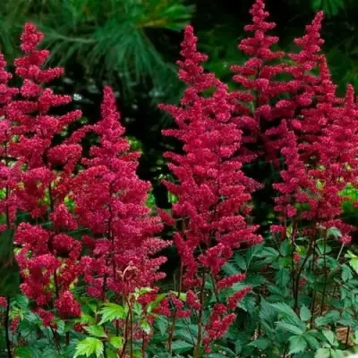 Астильба БУРГУНДИ РЕД Арендса в Бресте