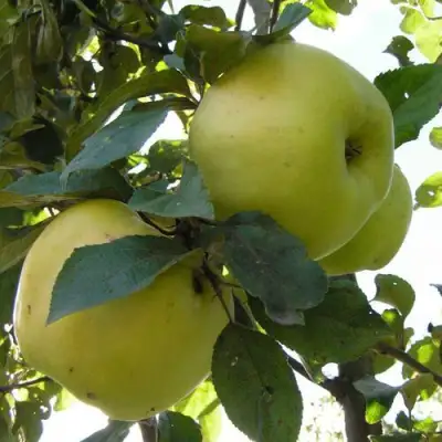 Яблоня АНТОНОВКА ОБЫКНОВЕННАЯ в Бресте