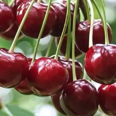 Вишня УЙФЕХЕРТОЙ ФЮРТОШ в Бресте