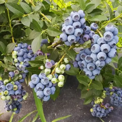 Голубика ОСОРНО в Бресте