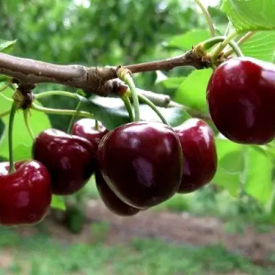 Вишня МОРОЗОВКА в Бресте