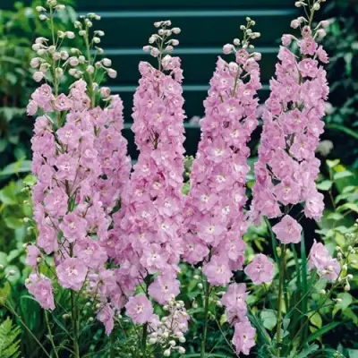 Дельфиниум ПЕТТИКОУТ гибридный в Бресте