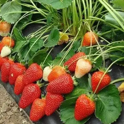 Клубника РОКСАНА в Бресте