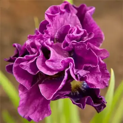 Ирис БАНДЛ ОВ ДЖОЙ сибирский в Бресте