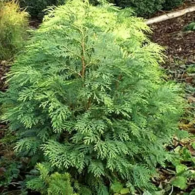 Кипарисовик САНКИСТ лавсона в Бресте