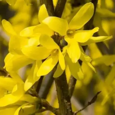 Форзиция ТАРАНДТ промежуточная в Бресте