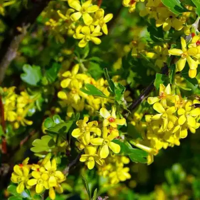 Смородина золотистая ВИШНЕВАЯ в Бресте