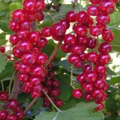 Смородина красная ПУРПУРНАЯ в Бресте
