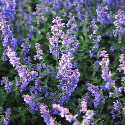 Котовник СИКС ХИЛЛС ГИАНТ в Бресте