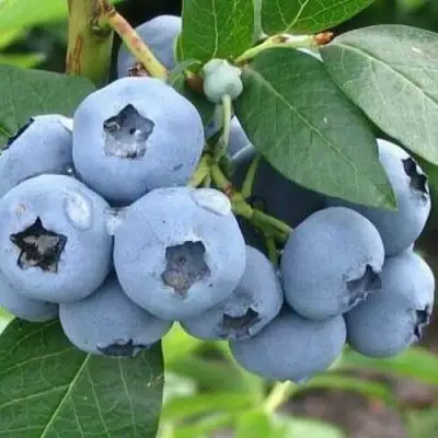 Голубика БЛЮЭТТА в Бресте