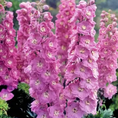 Дельфиниум ДЕЛЬФИС ПИНК ПАУЭ высокий в Бресте