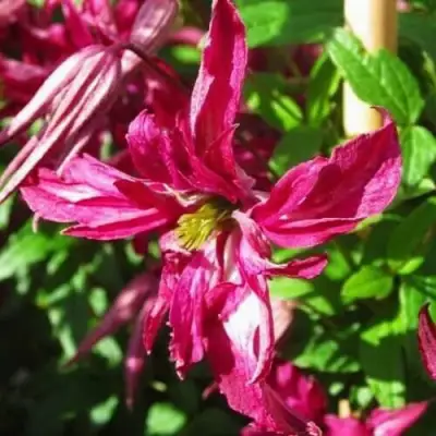 Клематис РОЗАЛИН в Бресте