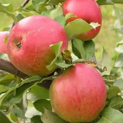 Яблоня АУКСИС в Бресте