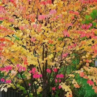 БАГРЯННИК японский в Бресте