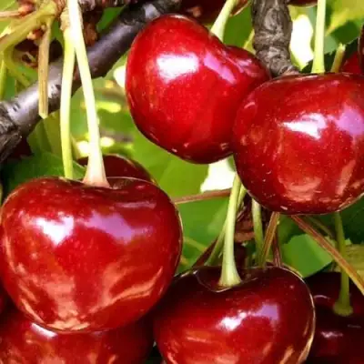 Черешня МИНЧАНКА в Бресте