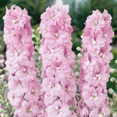 Дельфиниум ПЕТТИКОУТ гибридный в Бресте