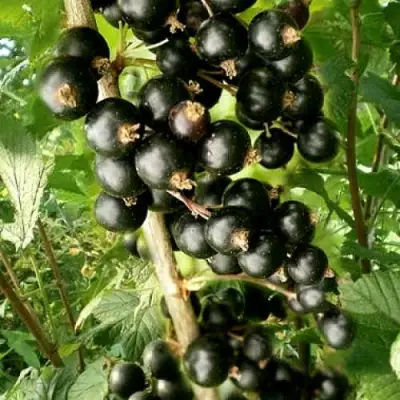 Смородина черная БЕН ТИРЕН в Бресте