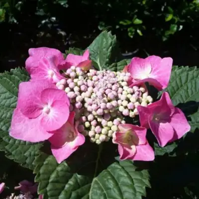 Гортензия БЛАУМАЙС (БЛАУМАЙЗЕ) крупнолистная в Бресте