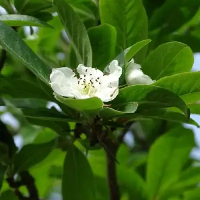 МУШМУЛА  в Бресте