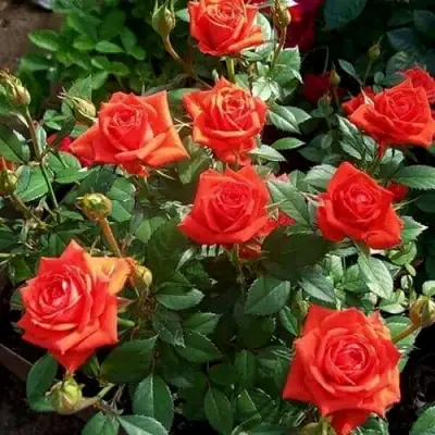 Роза ОРАНЖ ДЖЕВЕЛ миниатюрная в Бресте