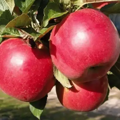 Яблоня РУБИН в Бресте