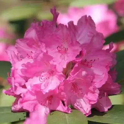 Рододендрон ЛУМИНА в Бресте