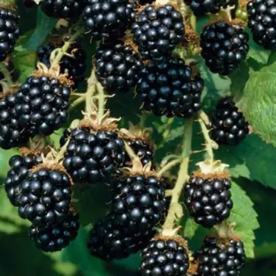 Ежевика БЛЭК САТИН бесшипная  в Бресте