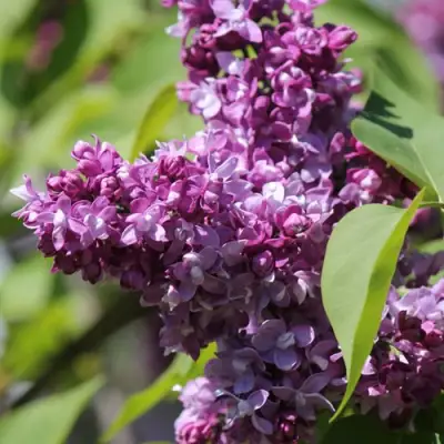 Сирень ИЗОБИЛИЕ в Бресте