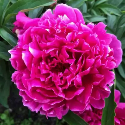 Пион КАРЛ РОЗЕНФЕЛЬД травянистый в Бресте