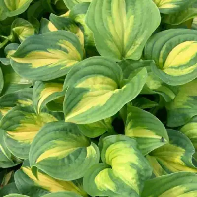 Хоста ЭМЕРАЛЬД ЧАРДЖЕР гибридная в Бресте