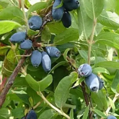 Жимолость съедобная НАРЫМСКАЯ в Бресте