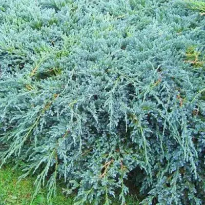 Можжевельник БЛЮ КАРПЕТ чешуйчатый в Бресте