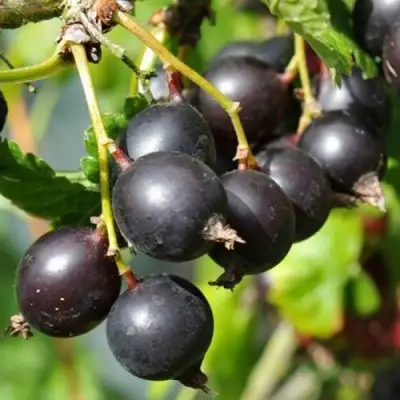 ЙОШТА в Бресте