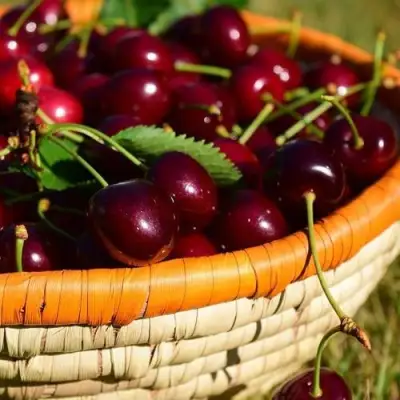 Вишня НЕСВИЖСКАЯ в Бресте