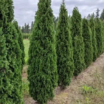 Туя ДЕГРУТ СПАЙР западная в Бресте