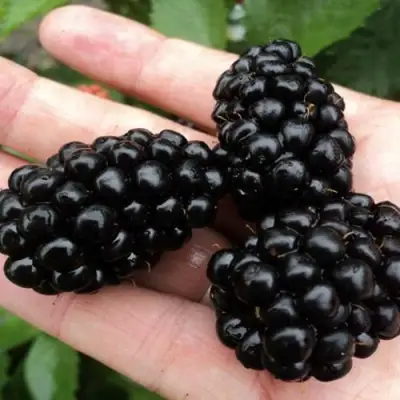 Ежевика ПОЛАР бесшипная  в Бресте