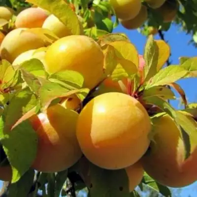 Слива МЕДОВАЯ ЖЁЛТАЯ в Бресте