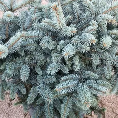 Ель ГЛАУКА колючая в Бресте