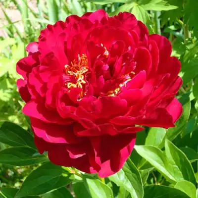 Пион ХРАБРЫЙ ВОИН травянистый в Бресте