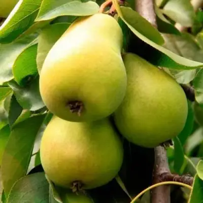 Груша НЕЖНОСТЬ колонновидная	 в Бресте