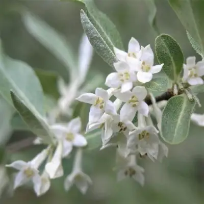 ЛОХ СЕРЕБРИСТЫЙ в Бресте