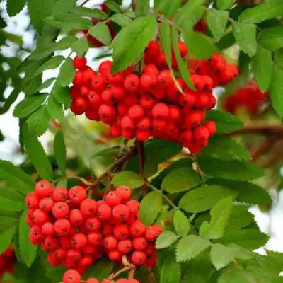 Рябина ОБЫКНОВЕННАЯ в Бресте