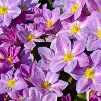 Клематис ЧЕЙНДЖ ОФ ХАРТ в Бресте