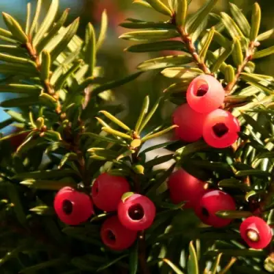 Тис ЭЛЕГАНТИССИМА ягодный в Бресте