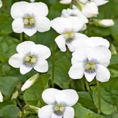 Фиалка АЛЬБИФЛОРА сестринская в Бресте