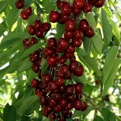 Черешня ХЕЛЕНА колоновидная в Бресте