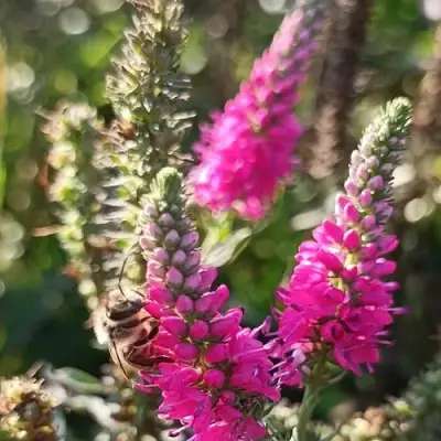 Вероника РОЗЕА колосковая в Бресте